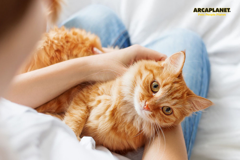 Festa del gatto: cosa sapere sulla giornata dei felini