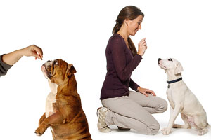 Regole a quattro zampe