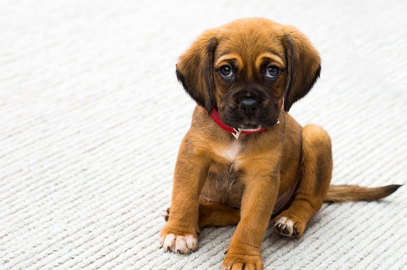 Quanto è profumato il mio cucciolo