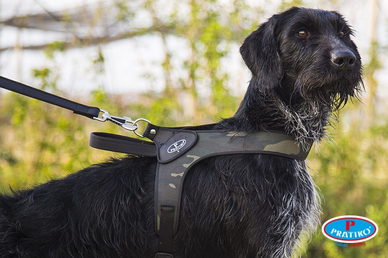 Prendi il collare e andiamo