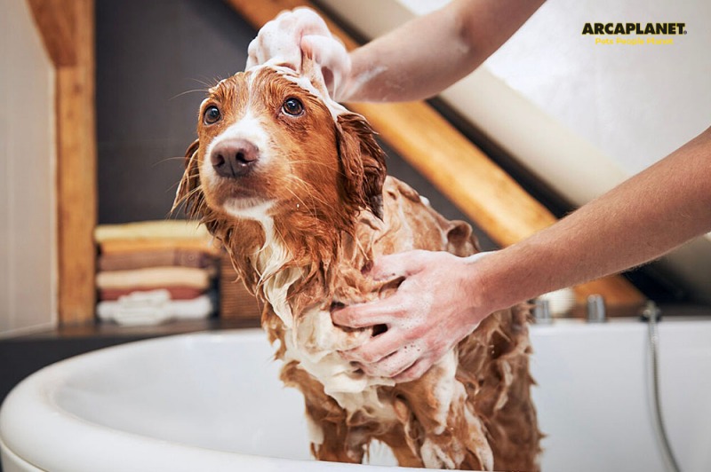 Shampoo per cani a pelo lungo: come scegliere